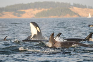 Learning From Orca Menopause