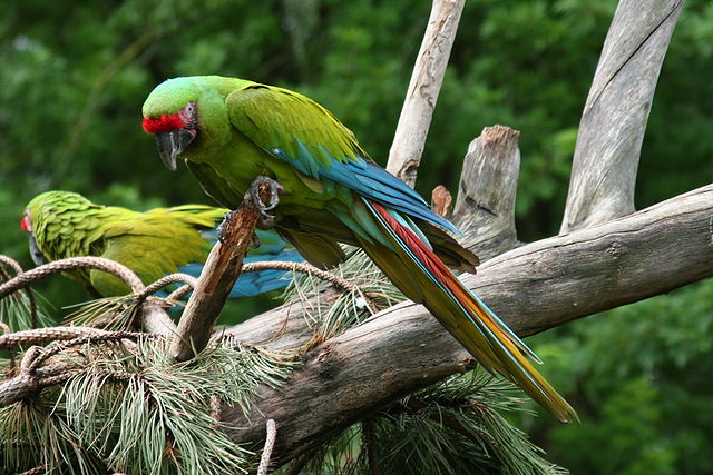 Episode Five: Blue and Gold Macaws