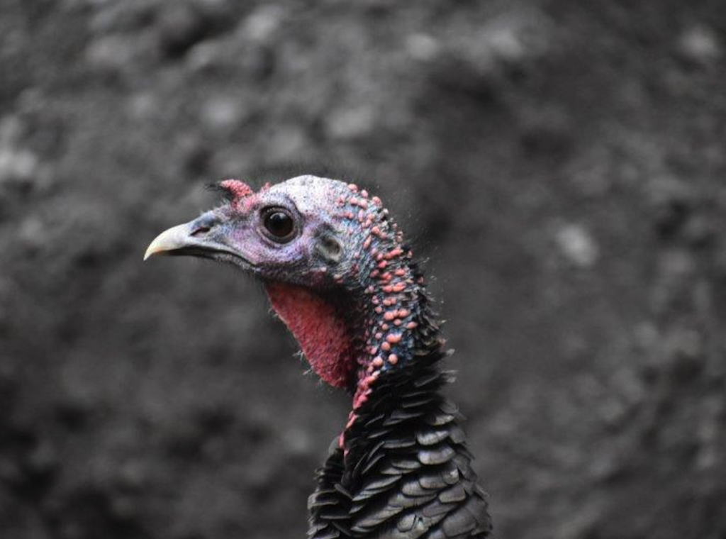 Screenshot 2025-12-08 at 12.32.55 PM