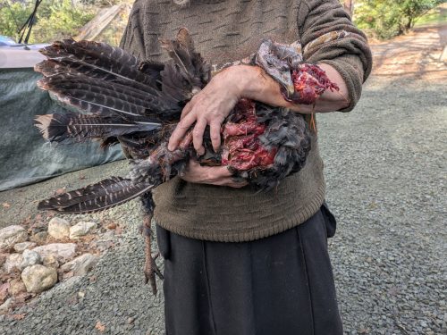 Thanksgiving Murder 2025