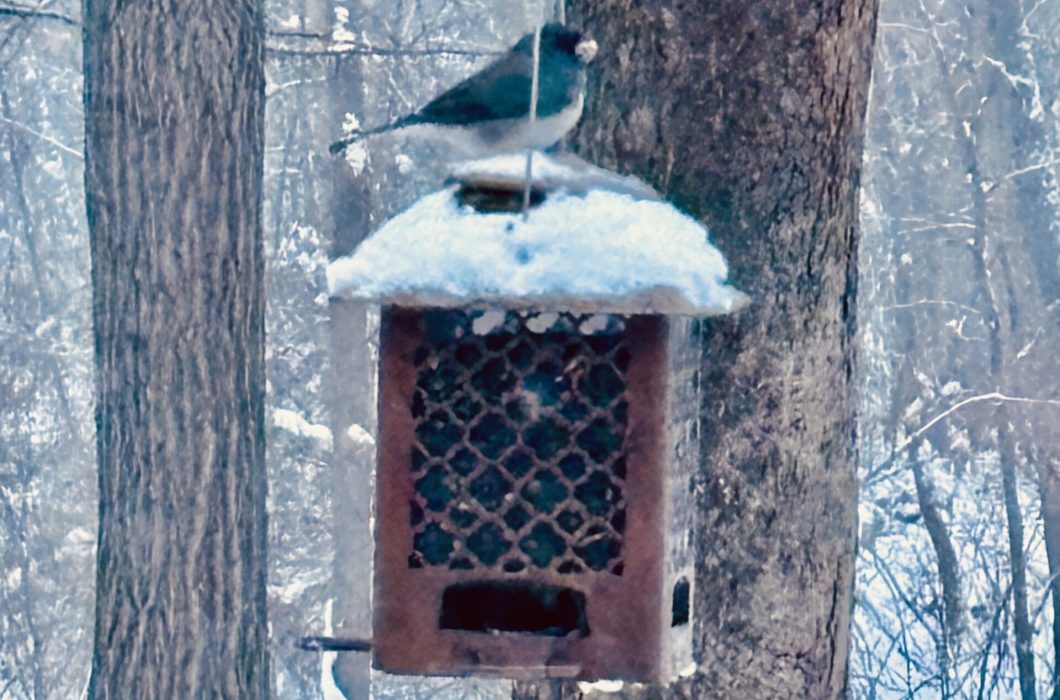 bird-on-feeder